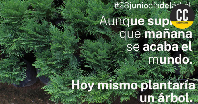 árbol