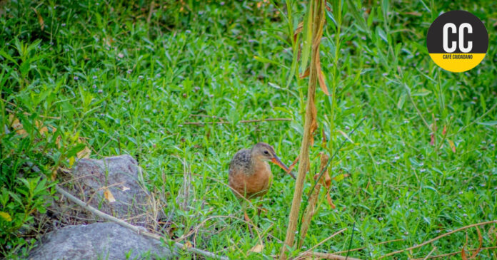 PAJARO