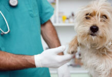 ESTERILIZACION-DE-MASCOTAS-EN-JUAREZ