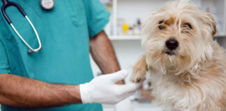 ESTERILIZACION-DE-MASCOTAS-EN-JUAREZ