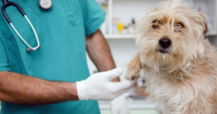ESTERILIZACION-DE-MASCOTAS-EN-JUAREZ
