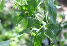 VENDE-UACH-PLANTAS