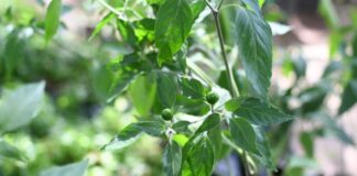 VENDE-UACH-PLANTAS