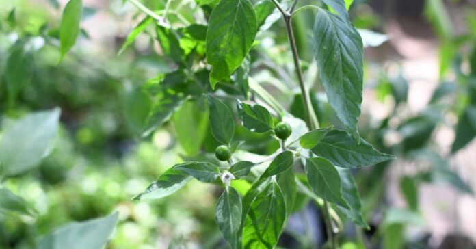 VENDE-UACH-PLANTAS