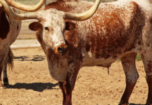 Recorrerá estampida de ganado Cuernos Largos el Chuvíscar