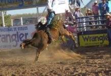 Llevan segundo Rodeo Rural a El Sauz