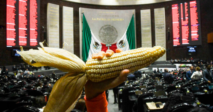 senado-aprueba-reforma-maiz-transgenico