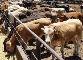 Texas pide reactivar importaciones de ganado mexicano “lo antes posible”