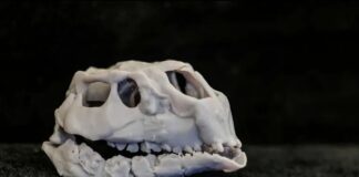 Cráneo de una nueva especie de dinosaurio hallado en los yacimientos paleontológicos de la sierra de la Demanda de Burgos.