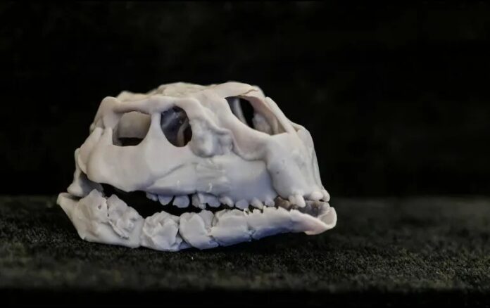 Cráneo de una nueva especie de dinosaurio hallado en los yacimientos paleontológicos de la sierra de la Demanda de Burgos.