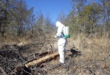 Brigadas en Guachochi combaten plaga del gusano descortezador