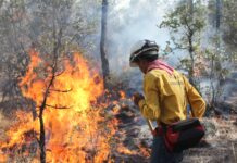 Han sido liquidados 184 incendios forestales en lo que va del 2026