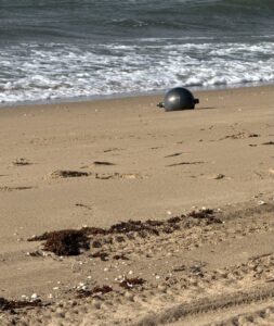 Aparecen seis misteriosas esferas metálicas en una playa de Australia 1 HMcUHHnbIAAwo W CAFE CIUDADANO