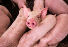 Nace en Argentina el primer cerdo clonado para trasplantes