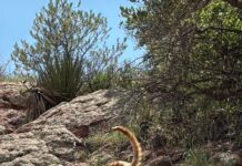 Mamá Coatí y sus crías son captados en plena obra carretera de Bavispe–Nuevo Casas Grandes