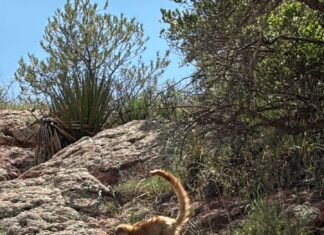 Mamá Coatí y sus crías son captados en plena obra carretera de Bavispe–Nuevo Casas Grandes