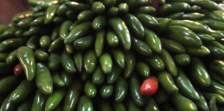 Cofepris descarta salmonella en chiles jalapeños de Nuevo León b0472a9f73d1539f9c14e9a6d0812b0429c8e49ew CAFE CIUDADANO