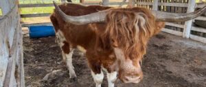 hallan 135 animales exoticos tamaulipas red huachicol 13 1000x428 CAFE CIUDADANO