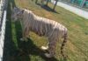 Desmantelan red de “huachicol” en Tamaulipas y descubren zoológico ilegal con 135 animales exóticos