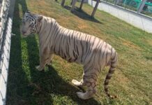 Desmantelan red de “huachicol” en Tamaulipas y descubren zoológico ilegal con 135 animales exóticos