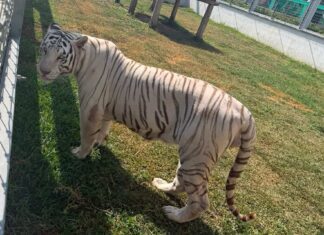 Desmantelan red de “huachicol” en Tamaulipas y descubren zoológico ilegal con 135 animales exóticos