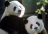 231107023811 05 panda diplomacy us china super 169 CAFE CIUDADANO