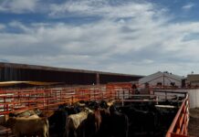 Reanudan exportación ganadera por Puerto Palomas con primer cruce de más de 700 cabezas