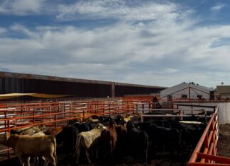 Reanudan exportación ganadera por Puerto Palomas con primer cruce de más de 700 cabezas