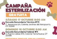 Llevará DABA esterilización gratuita para perritos y gatitos de Ciudad Juárez