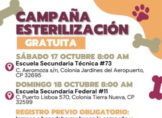 Llevará DABA esterilización gratuita para perritos y gatitos de Ciudad Juárez